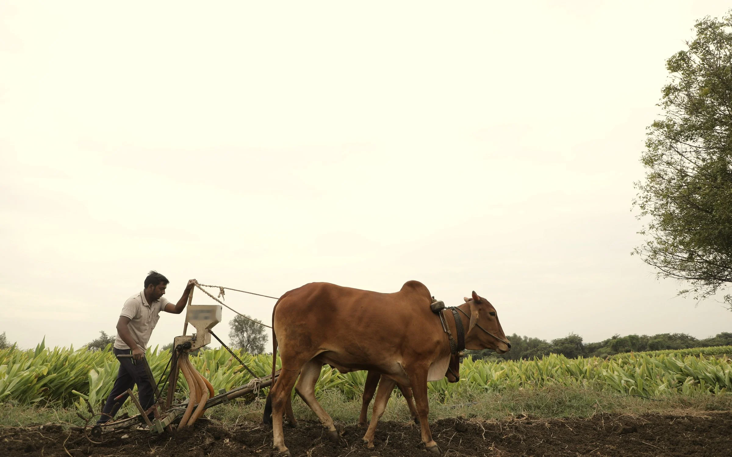 A farmer sowing a field with a pair of oxen