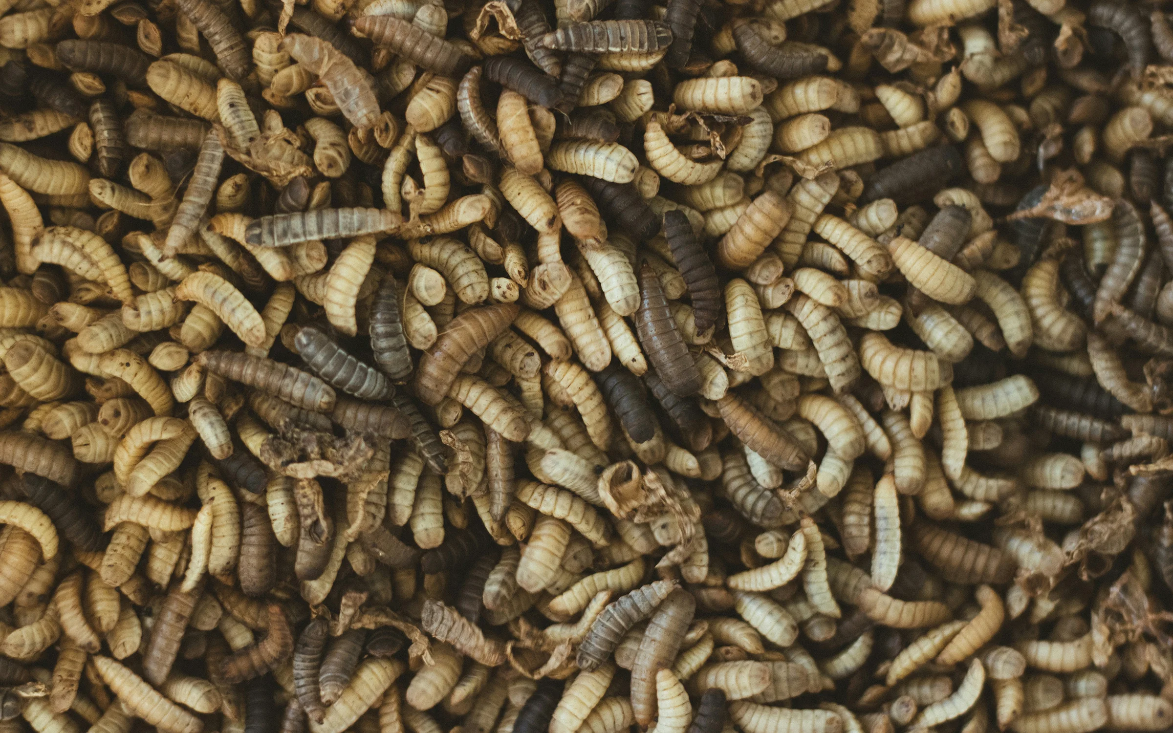 Insect larvae, close-up