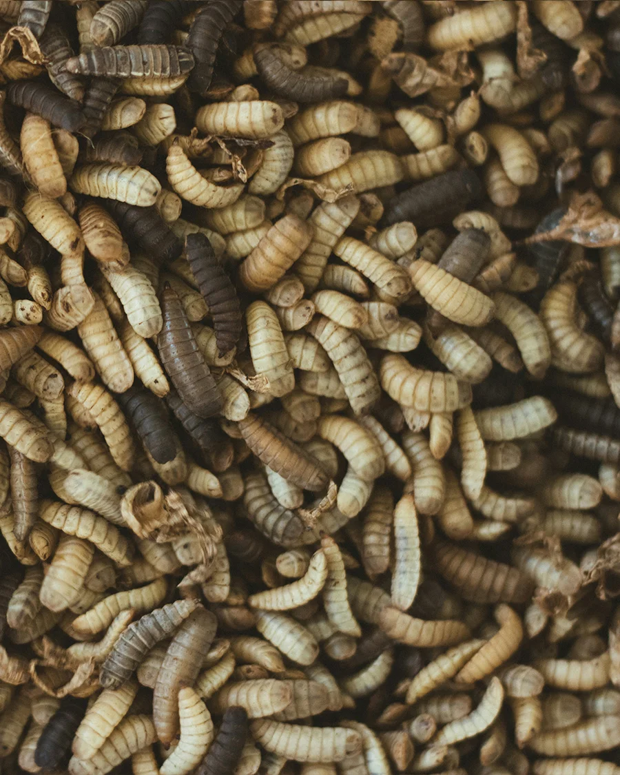 Insect larvae, close-up